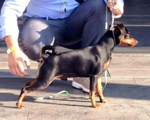 SLAVJAN BANDEROS CANE PINSCHER