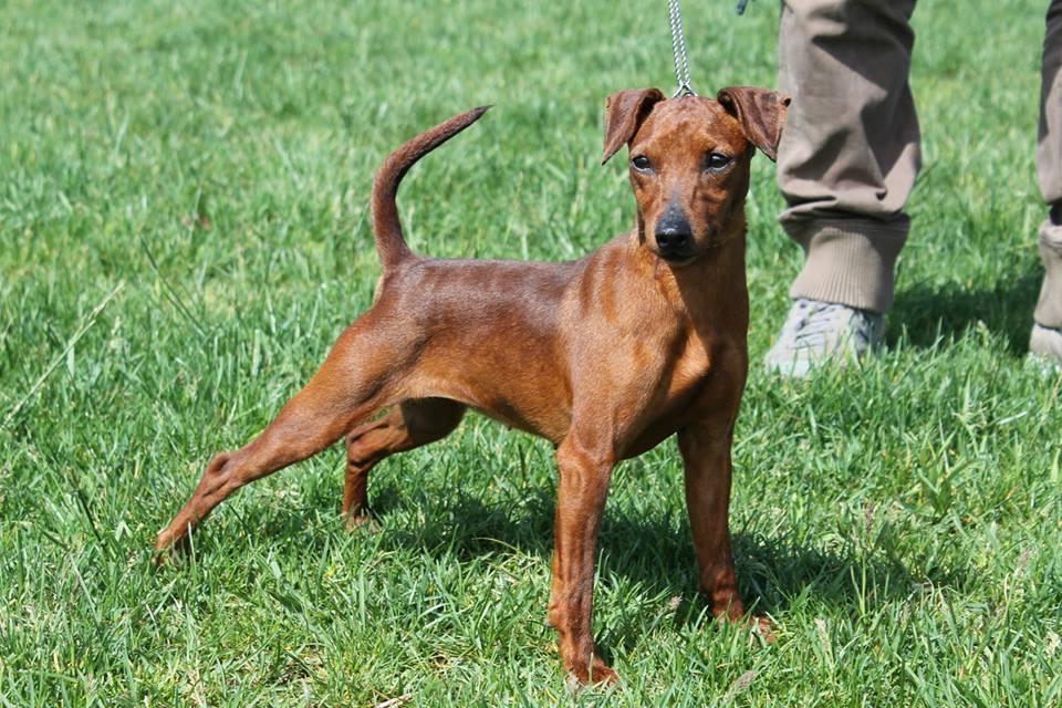 GINEVRA DU DEMON DOG PINSCHER ZWERGPINSCHER TORINO MILANO GENOVA 