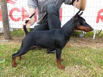 HEART TO HEART DU DEMON DOG DISPONIBILE CUCCIOLI PINSCHER