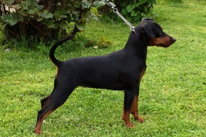 CANE PINSCHER BONNIE DU DEMON DOG ZWERGPINSCHER PIEMONTE ANDREA DE BONIS