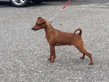 CANE CHANEL DU DEMON DOG PINSCHER