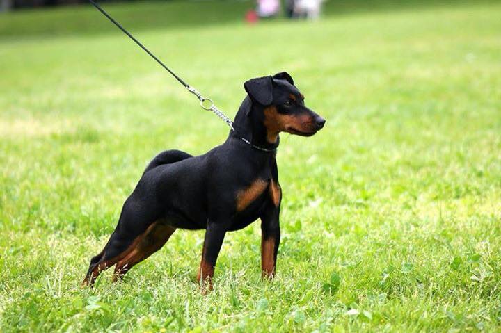 Anubi Du Demon Dog