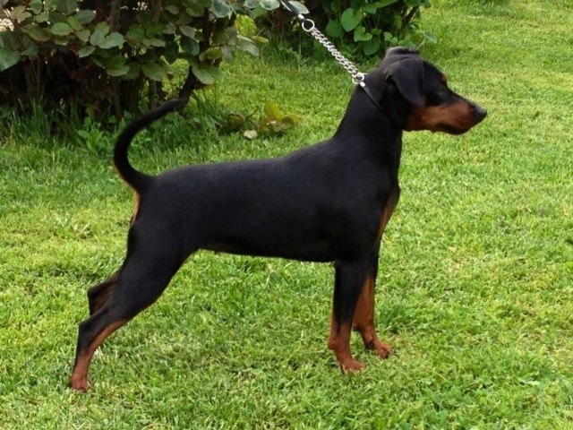 Bonnie Du DeMon Dog