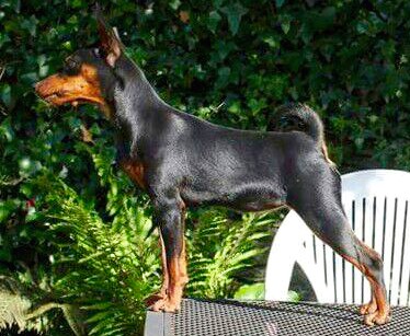 Ninfa Du Demon Dog