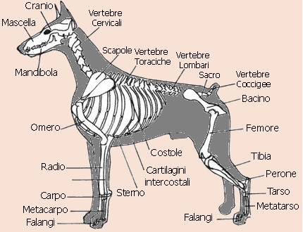 dettaglio standard di razza pinscher